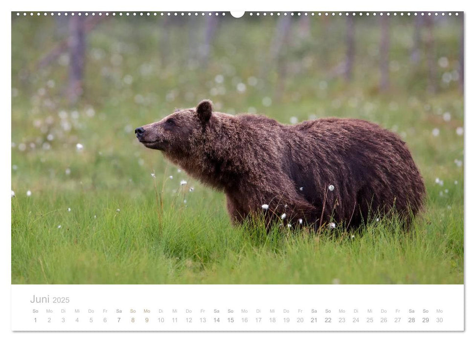 Braunbären - pelzige Riesen in Finnlands Wäldern (CALVENDO Premium Wandkalender 2025)