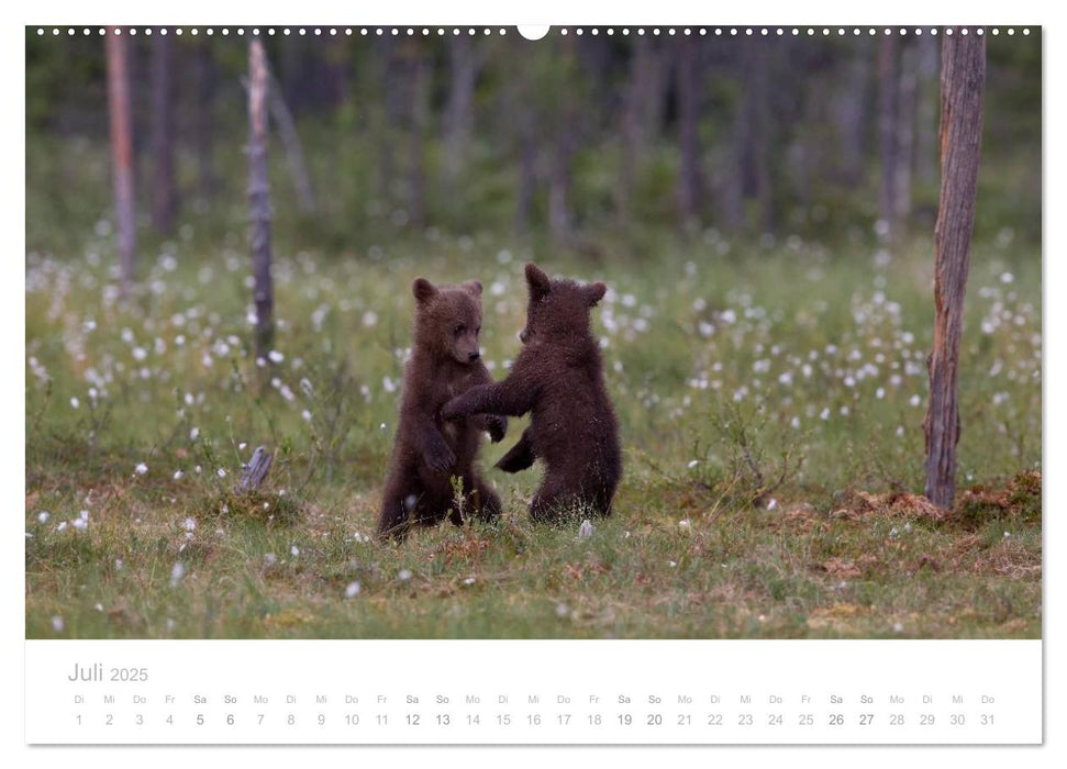 Braunbären - pelzige Riesen in Finnlands Wäldern (CALVENDO Premium Wandkalender 2025)