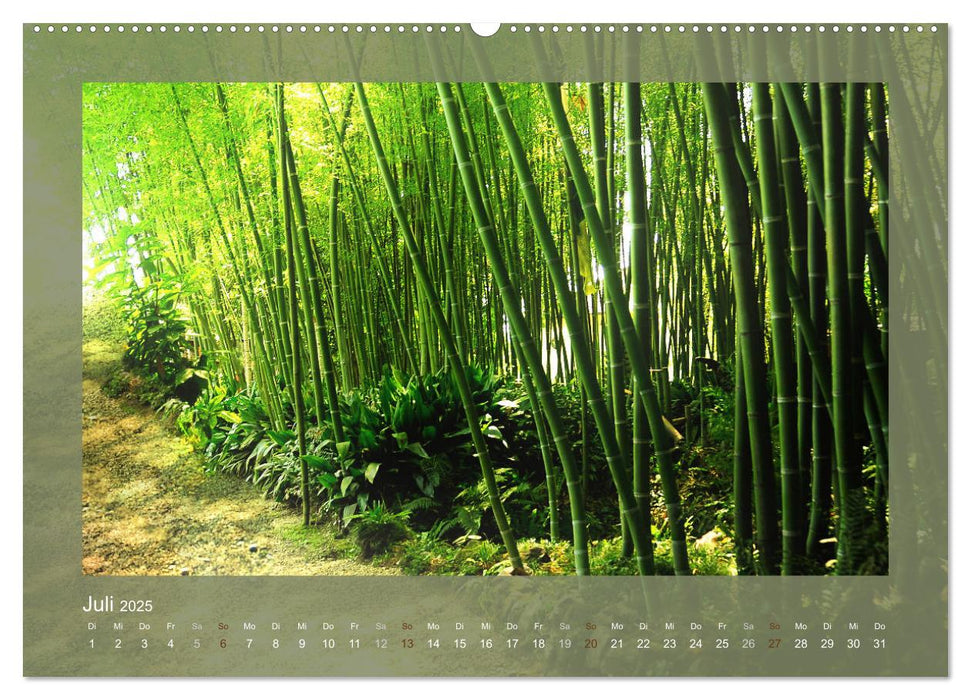 Bambus (CALVENDO Premium Wandkalender 2025)