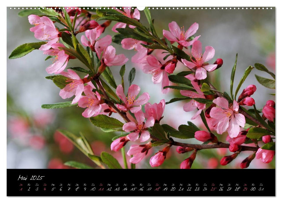 Zeit der Natur - Ein Augenblick zur Ewigkeit (CALVENDO Wandkalender 2025)