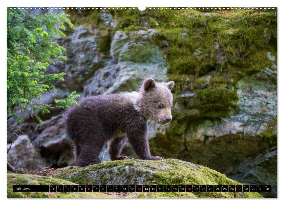 ARTENVIELFALT aus dem Bayerischen Wald (CALVENDO Premium Wandkalender 2025)