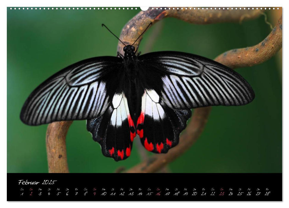 Tropische Melodie - Schmetterlinge Vol.2 (CALVENDO Wandkalender 2025)