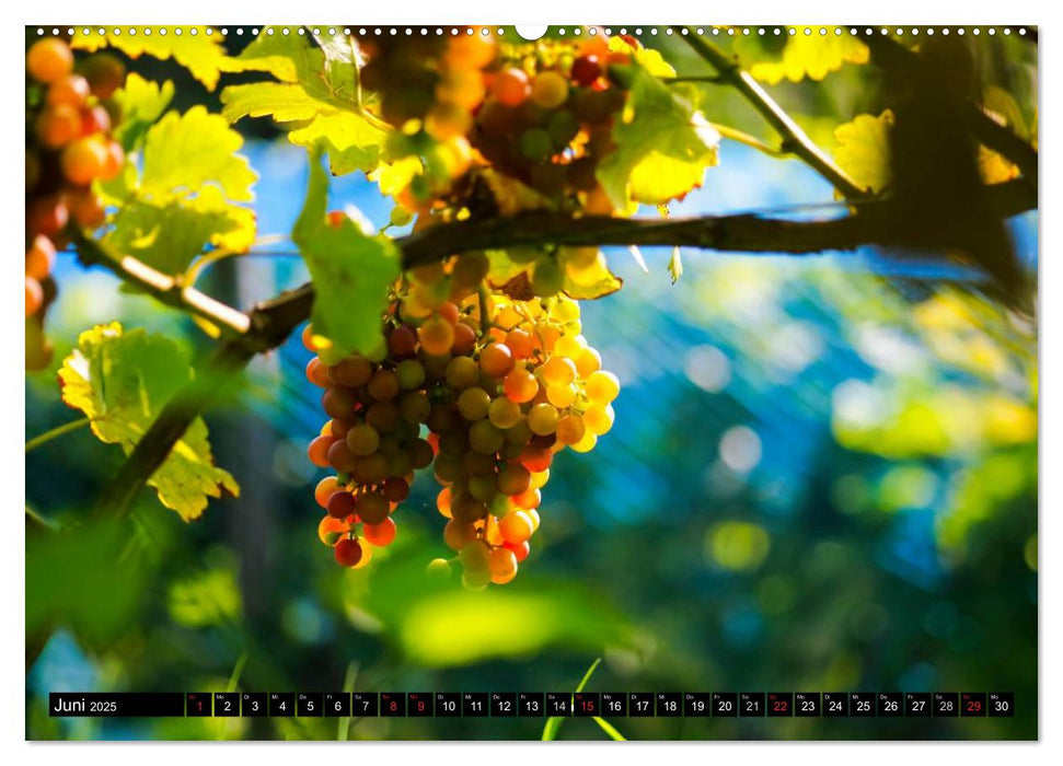 Wein (CALVENDO Wandkalender 2025)