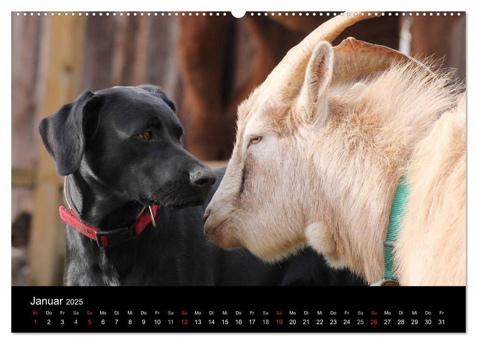 Der schwarze Hund und seine Freunde (CALVENDO Premium Wandkalender 2025)