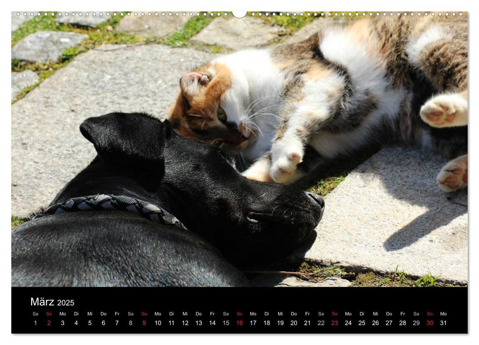 Der schwarze Hund und seine Freunde (CALVENDO Premium Wandkalender 2025)