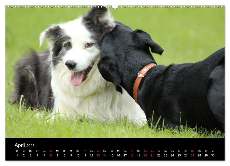 Der schwarze Hund und seine Freunde (CALVENDO Premium Wandkalender 2025)