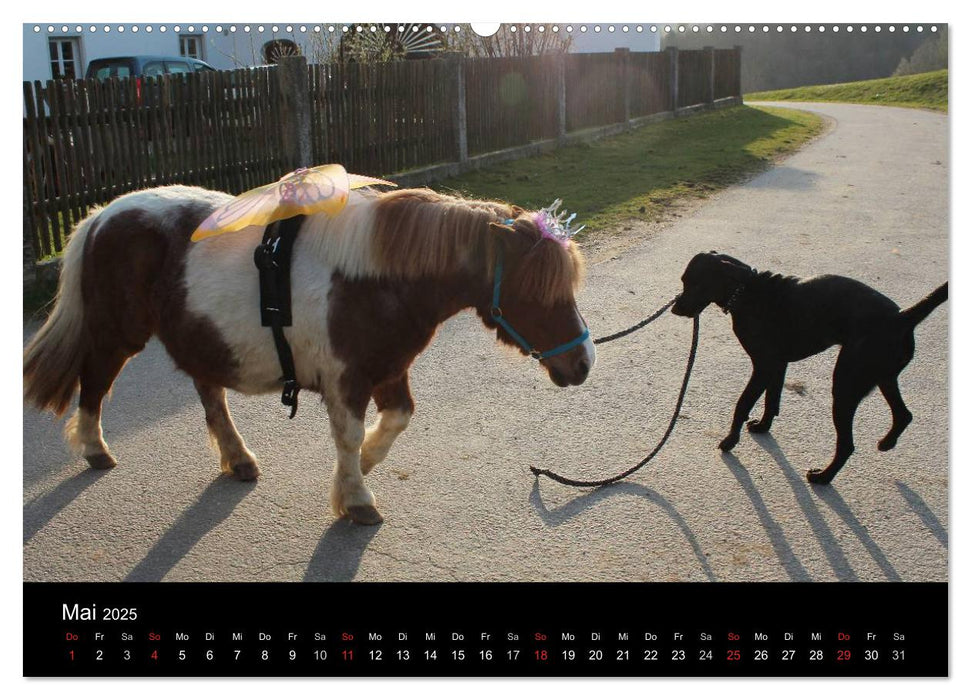 Der schwarze Hund und seine Freunde (CALVENDO Premium Wandkalender 2025)