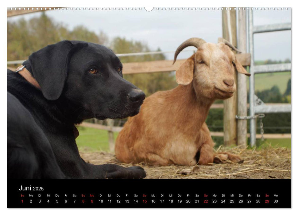 Der schwarze Hund und seine Freunde (CALVENDO Premium Wandkalender 2025)