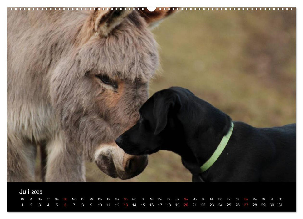 Der schwarze Hund und seine Freunde (CALVENDO Premium Wandkalender 2025)