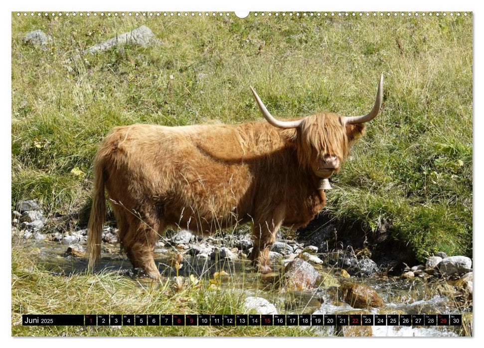 Kühe mit Hörnern (CALVENDO Premium Wandkalender 2025)