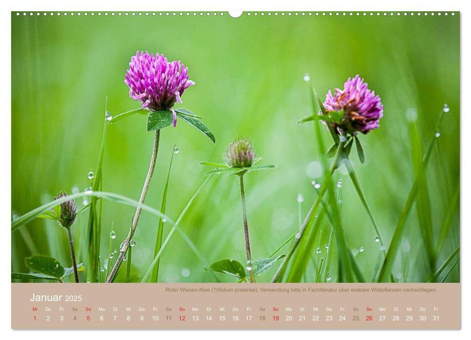 WILD, ESSBAR UND GESUND Essbare Wildpflanzen (CALVENDO Premium Wandkalender 2025)