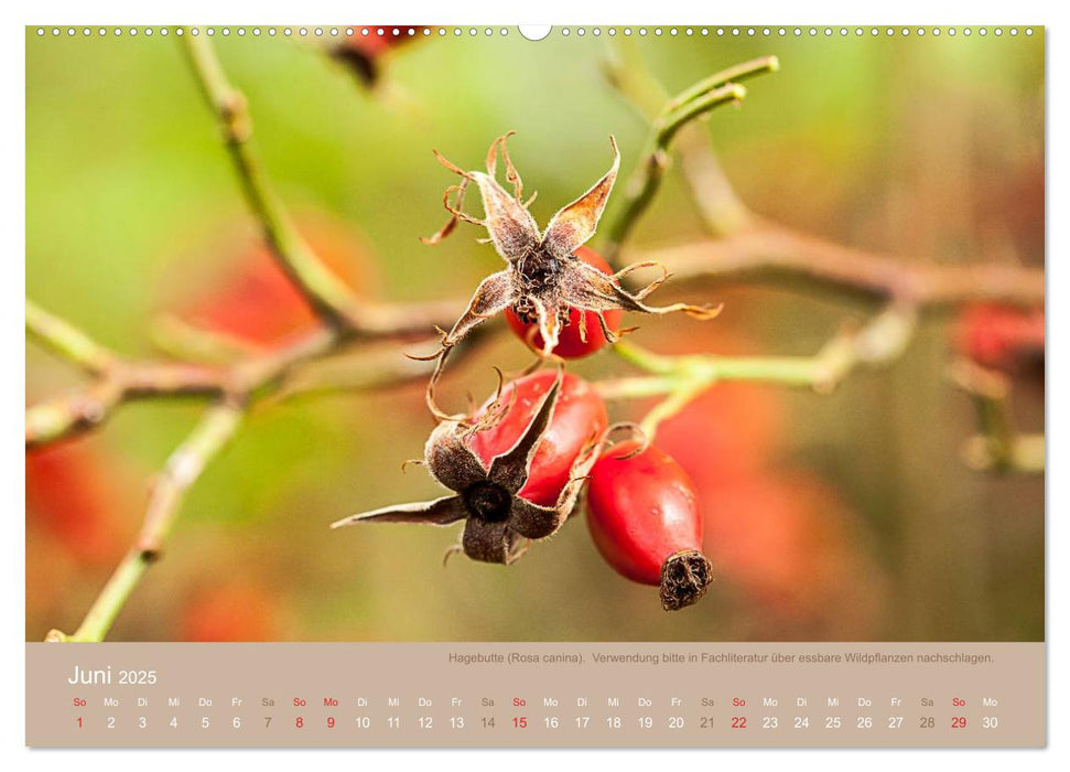 WILD, ESSBAR UND GESUND Essbare Wildpflanzen (CALVENDO Premium Wandkalender 2025)