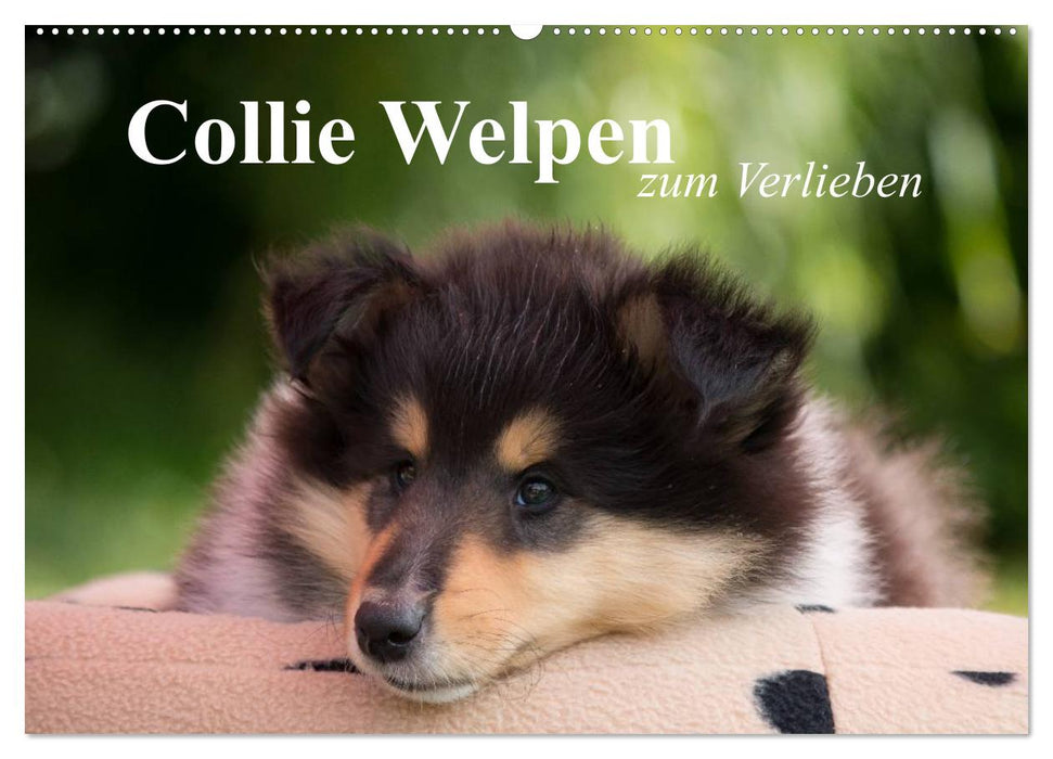 Collie Welpen zum Verlieben (CALVENDO Wandkalender 2025)