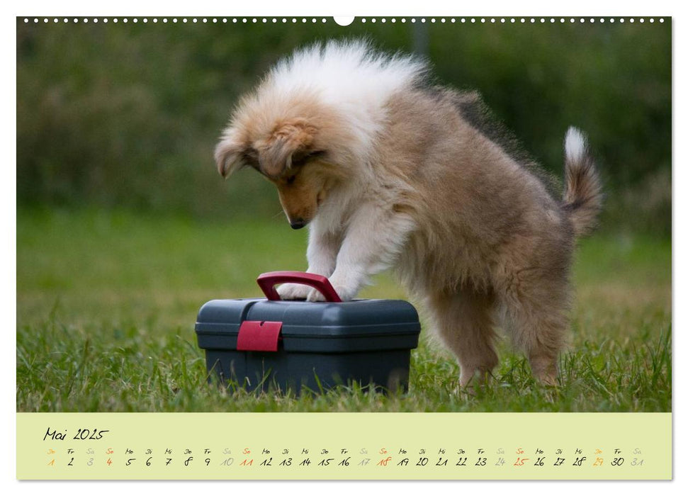 Collie Welpen zum Verlieben (CALVENDO Wandkalender 2025)