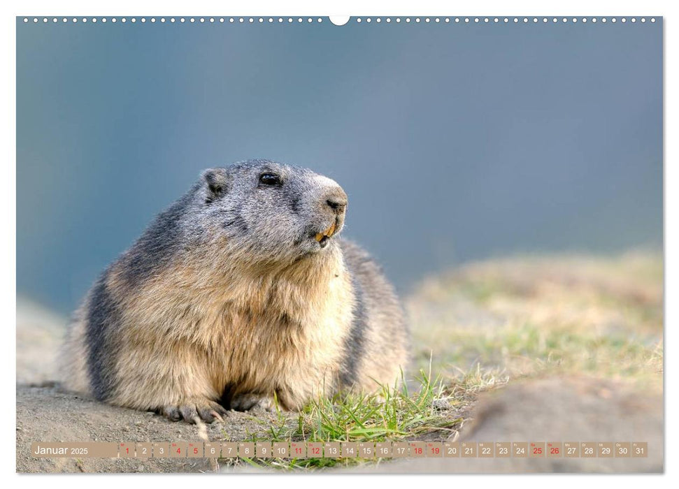 Alpenmurmeltiere in freier Wildbahn (CALVENDO Premium Wandkalender 2025)