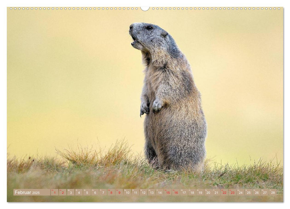 Alpenmurmeltiere in freier Wildbahn (CALVENDO Premium Wandkalender 2025)