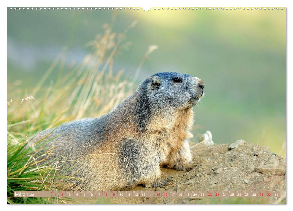 Alpenmurmeltiere in freier Wildbahn (CALVENDO Premium Wandkalender 2025)