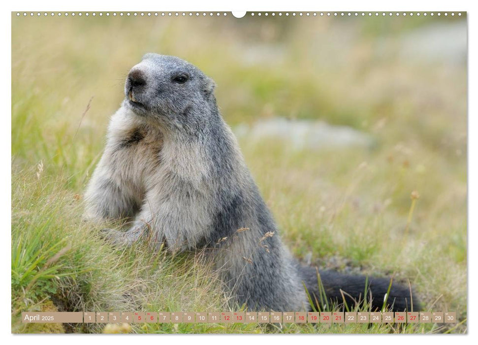 Alpenmurmeltiere in freier Wildbahn (CALVENDO Premium Wandkalender 2025)