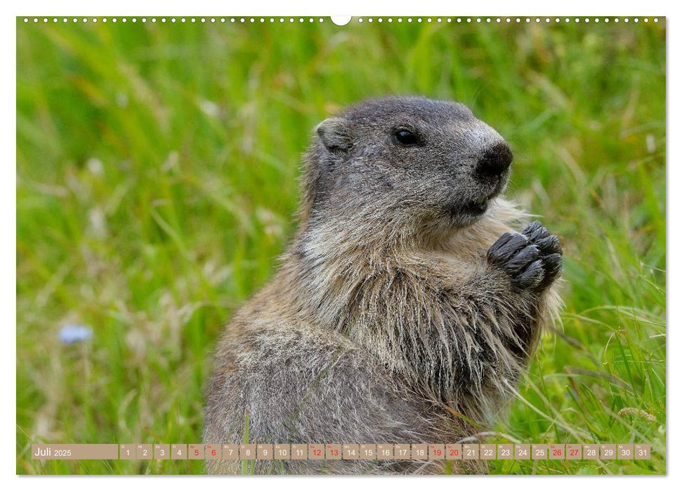 Alpenmurmeltiere in freier Wildbahn (CALVENDO Premium Wandkalender 2025)