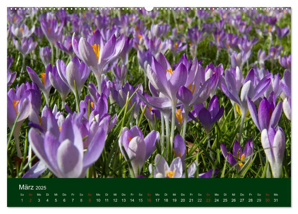 Blumen und Blüten (CALVENDO Premium Wandkalender 2025)