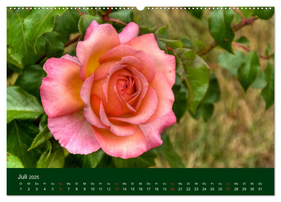 Blumen und Blüten (CALVENDO Premium Wandkalender 2025)