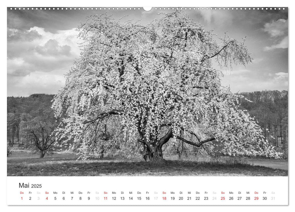 Bäume - Naturschönheiten in schwarz-weiß (CALVENDO Wandkalender 2025)