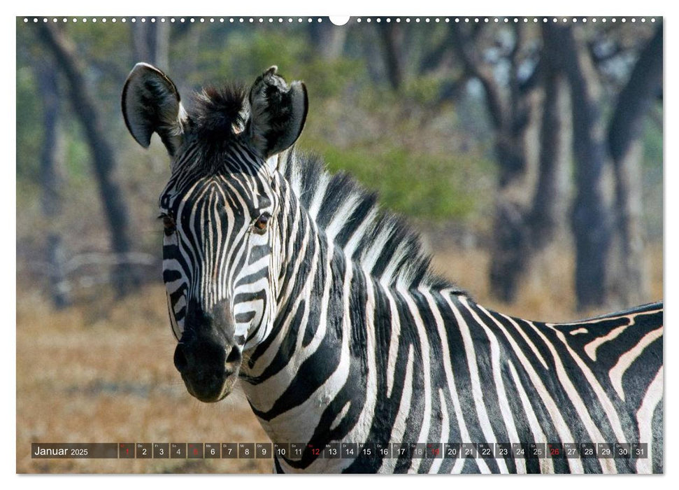 blick kontakt mit tieren im östlichen und südlichen afrika (CALVENDO Premium Wandkalender 2025)