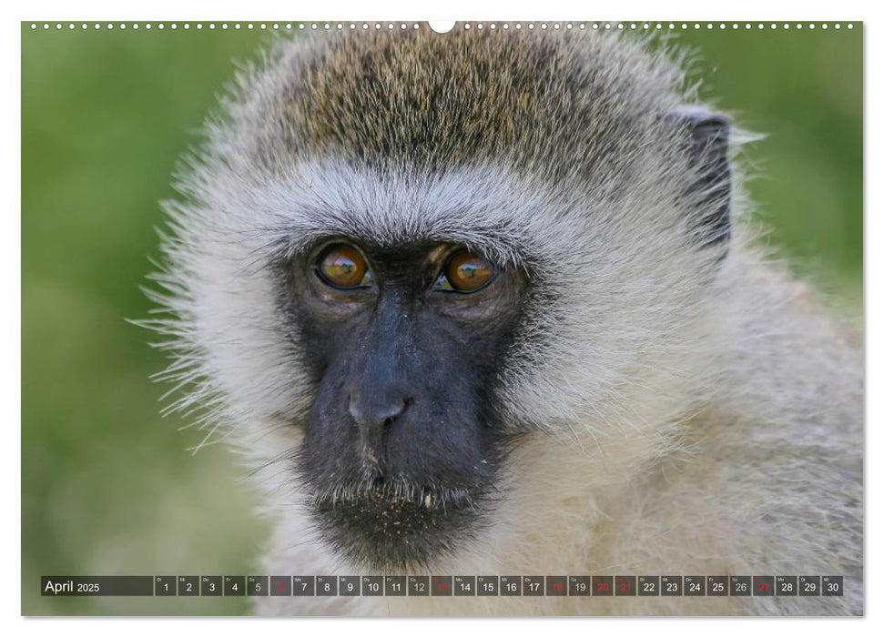 blick kontakt mit tieren im östlichen und südlichen afrika (CALVENDO Premium Wandkalender 2025)