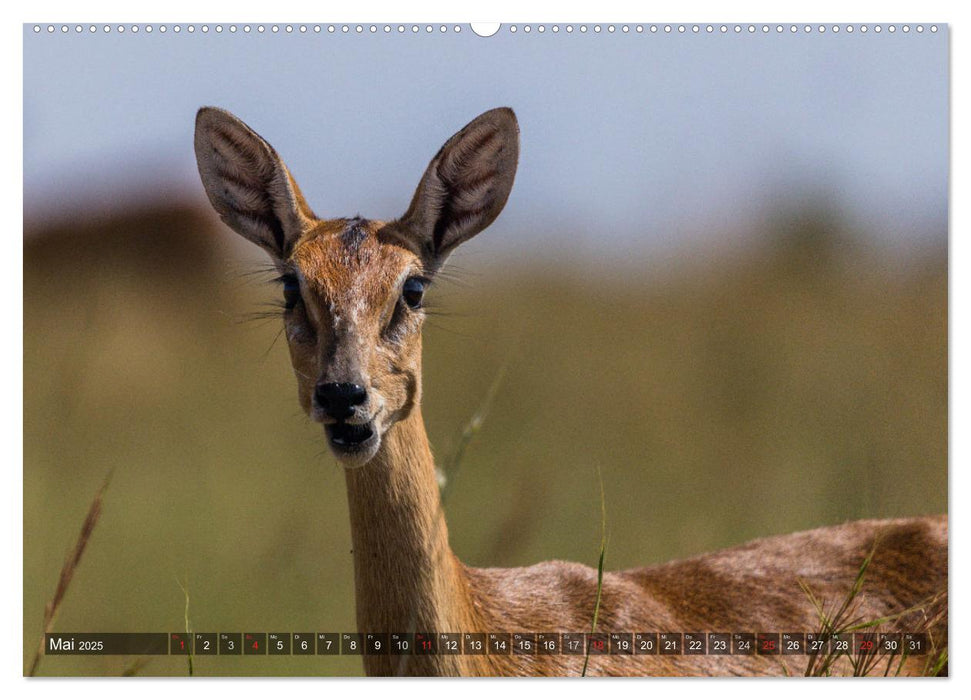 blick kontakt mit tieren im östlichen und südlichen afrika (CALVENDO Premium Wandkalender 2025)