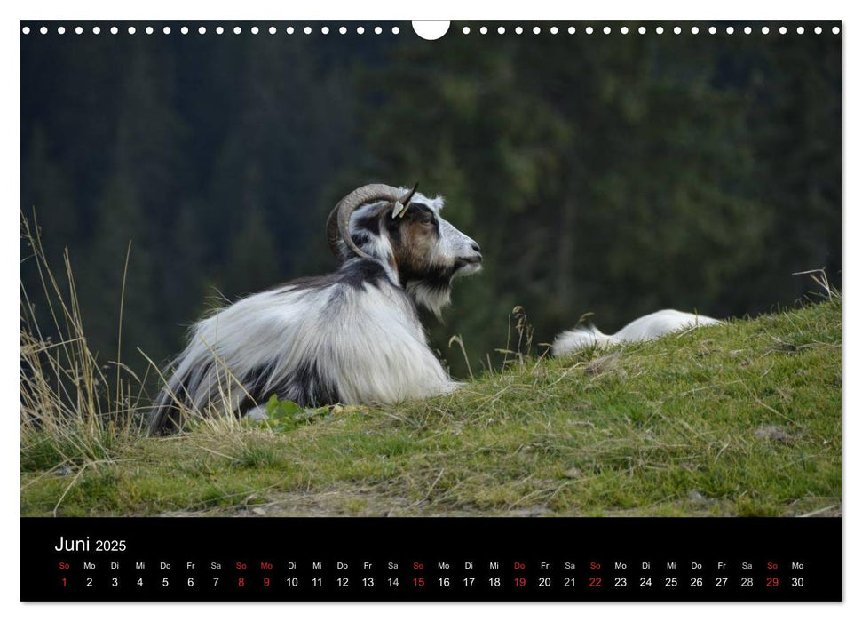 Maramures - Rumäniens zeitloser Norden (CALVENDO Wandkalender 2025)