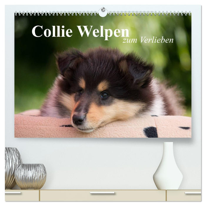 Collie Welpen zum Verlieben (CALVENDO Premium Wandkalender 2025)