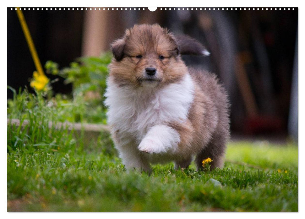 Collie Welpen zum Verlieben (CALVENDO Premium Wandkalender 2025)