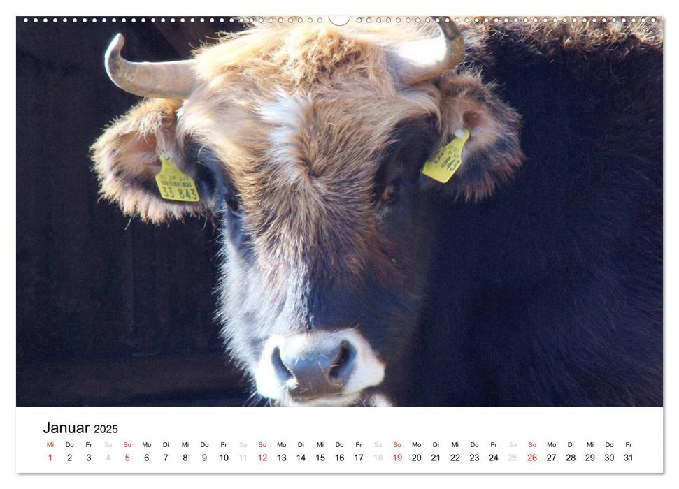Bauernhoftiere (CALVENDO Premium Wandkalender 2025)