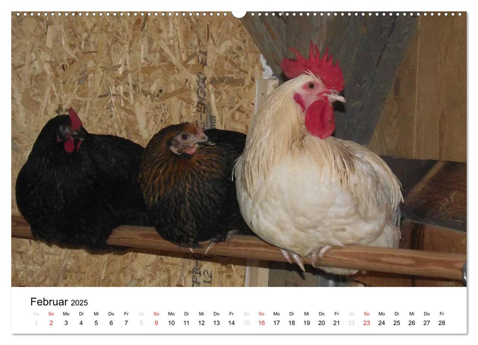 Bauernhoftiere (CALVENDO Premium Wandkalender 2025)