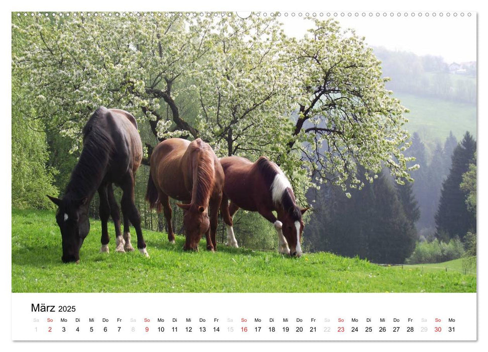 Bauernhoftiere (CALVENDO Premium Wandkalender 2025)