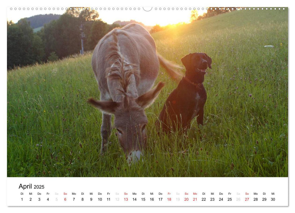 Bauernhoftiere (CALVENDO Premium Wandkalender 2025)