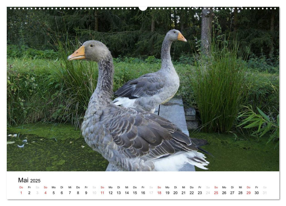 Bauernhoftiere (CALVENDO Premium Wandkalender 2025)