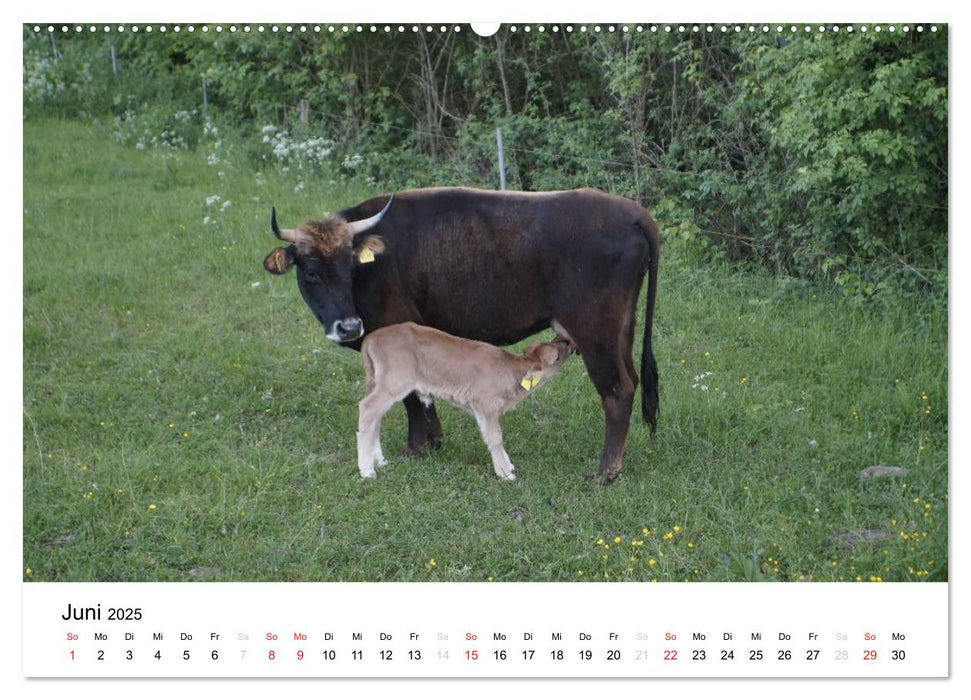 Bauernhoftiere (CALVENDO Premium Wandkalender 2025)