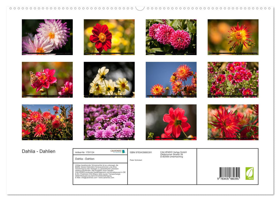 Dahlia - Dahlien (CALVENDO Premium Wandkalender 2025)