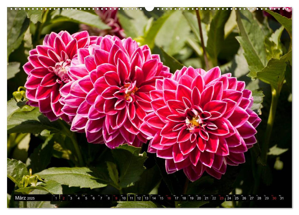 Dahlia - Dahlien (CALVENDO Premium Wandkalender 2025)