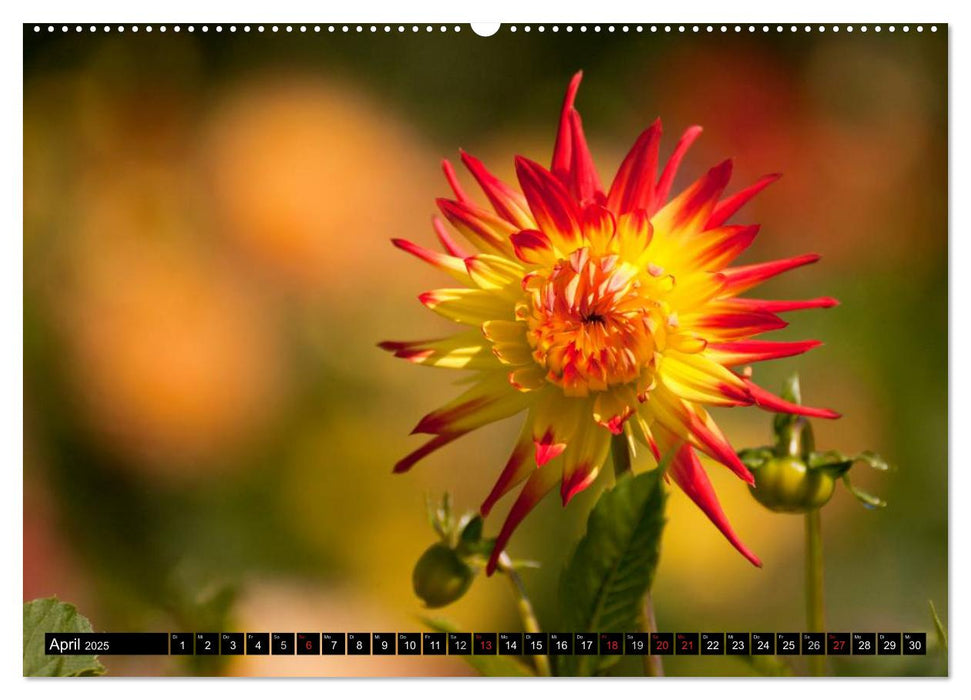 Dahlia - Dahlien (CALVENDO Premium Wandkalender 2025)