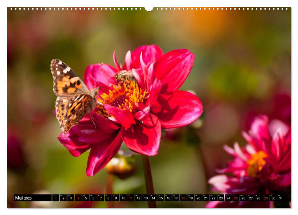 Dahlia - Dahlien (CALVENDO Premium Wandkalender 2025)