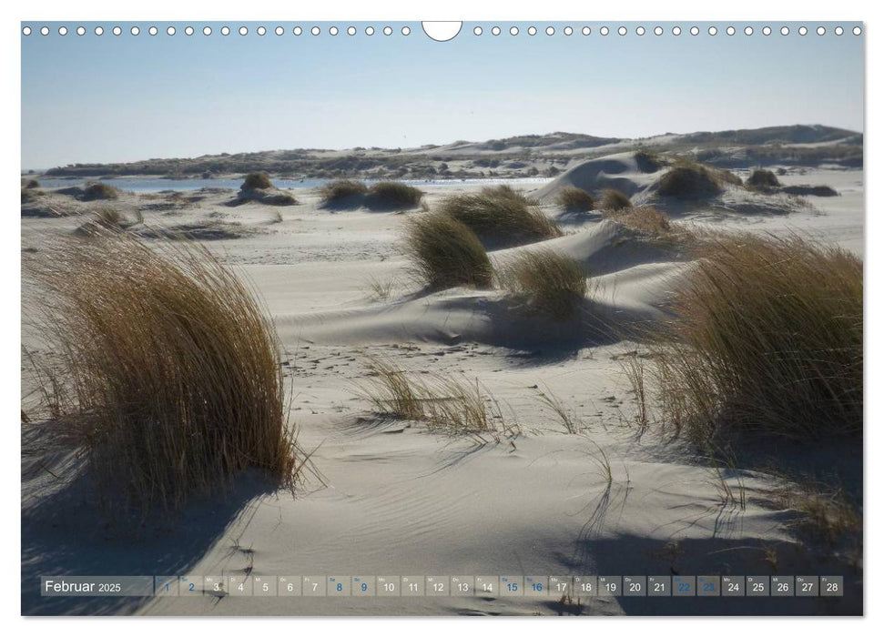 Texel. Neue Dünen (CALVENDO Wandkalender 2025)