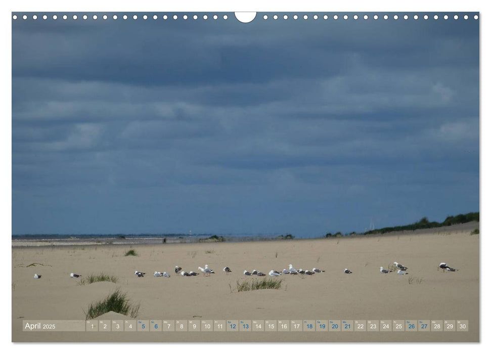 Texel. Neue Dünen (CALVENDO Wandkalender 2025)