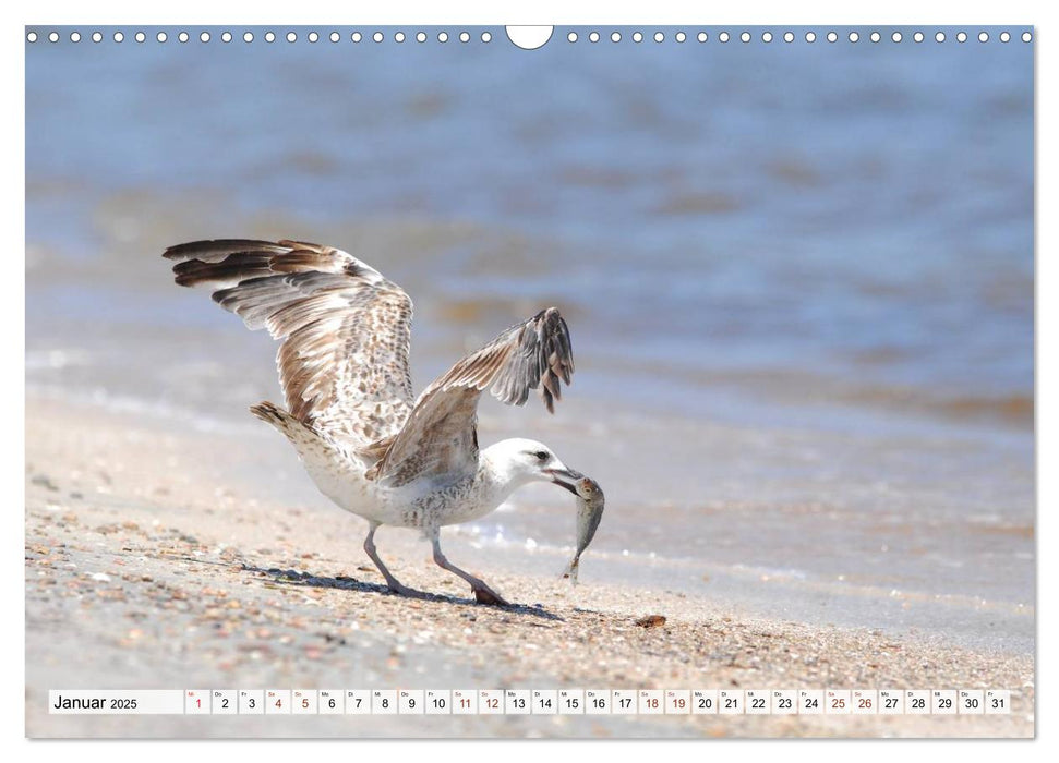 Wilde Vögel (CALVENDO Wandkalender 2025)