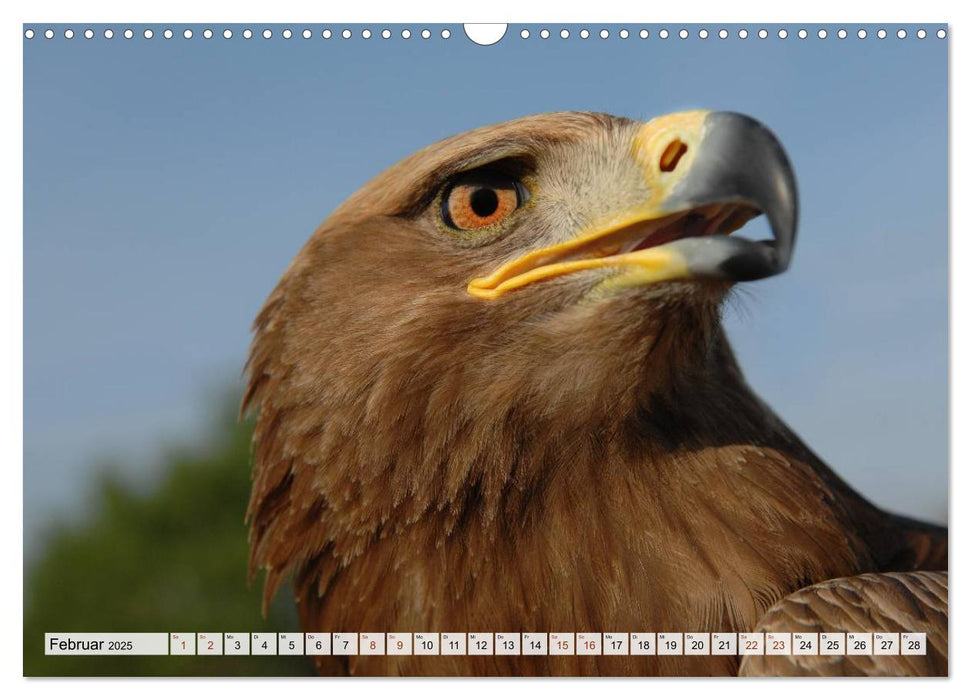 Wilde Vögel (CALVENDO Wandkalender 2025)