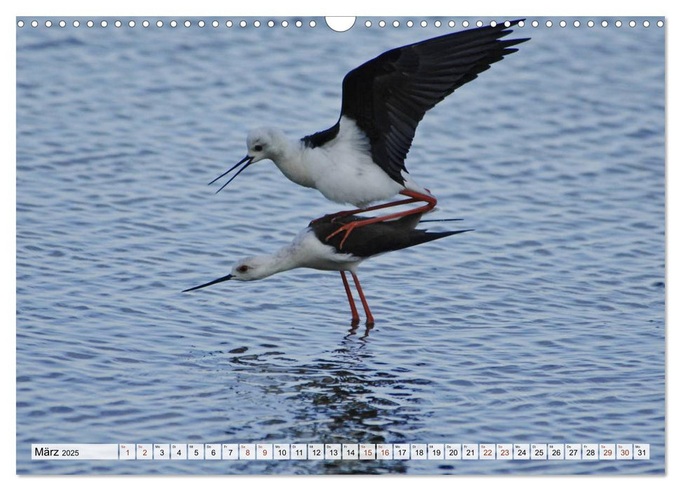 Wilde Vögel (CALVENDO Wandkalender 2025)