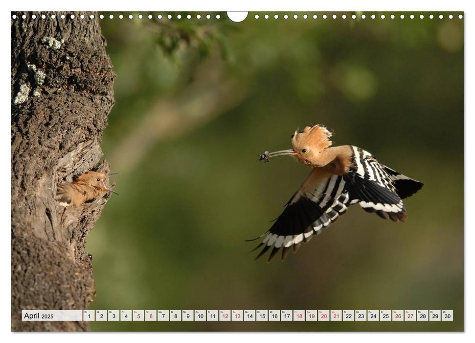 Wilde Vögel (CALVENDO Wandkalender 2025)