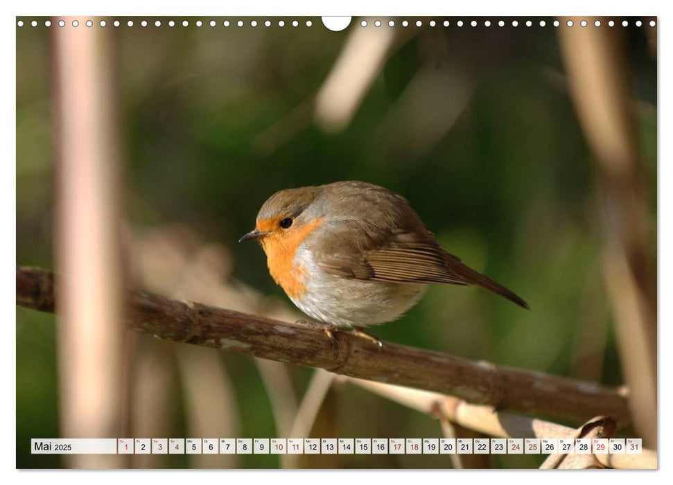 Wilde Vögel (CALVENDO Wandkalender 2025)