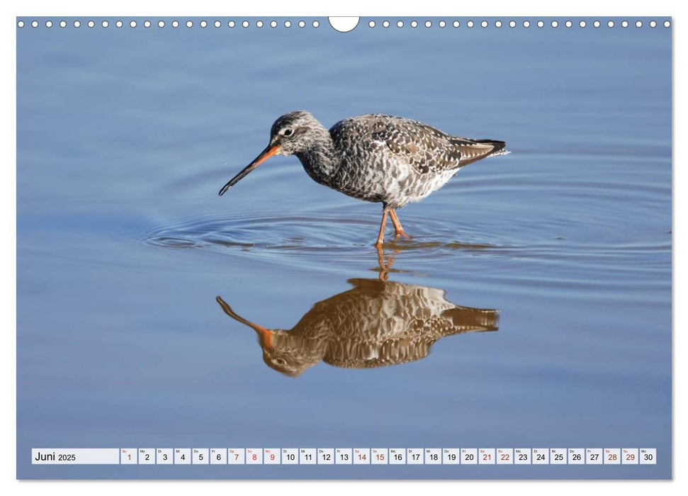 Wilde Vögel (CALVENDO Wandkalender 2025)